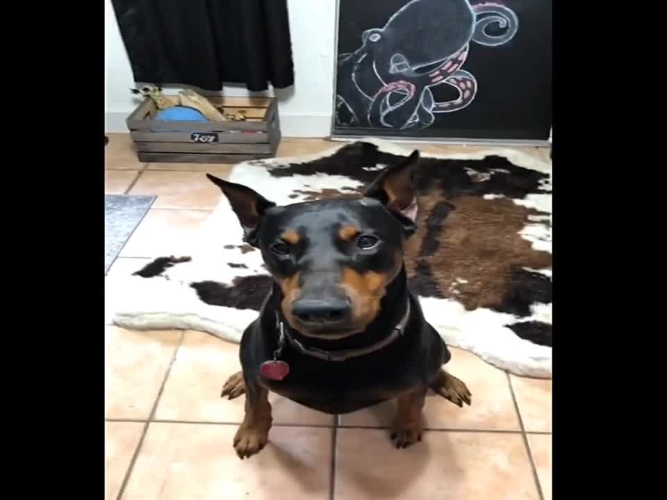 Trained Dog