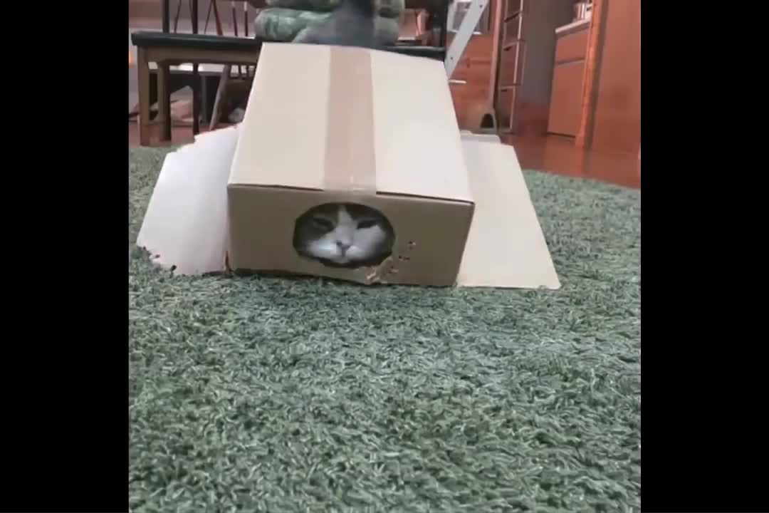 Try Not To Laugh or Grin While Watching Funny Animals Compilation #3