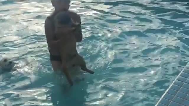 Watch this dog what to do in the pool
