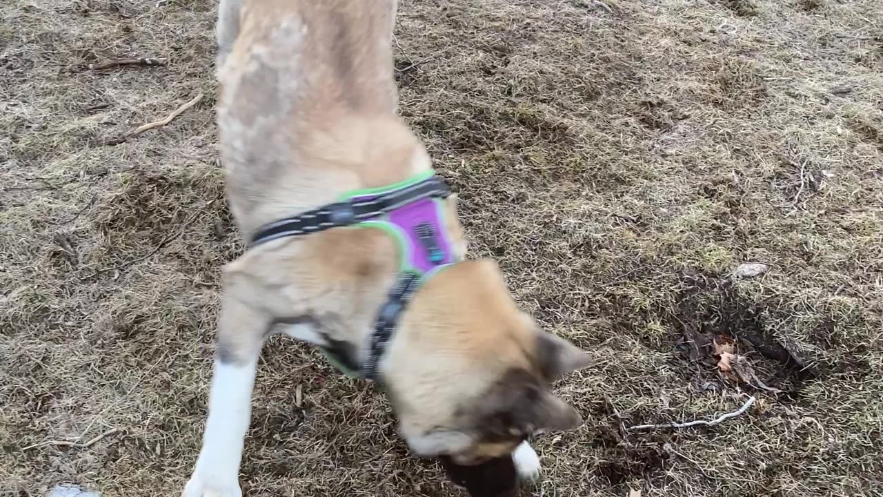 Akita's chase Laser