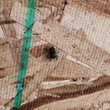 Spider assassin gets caught on wall