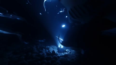 Manta Ray in VR180, Gala VIP - 3D Shows