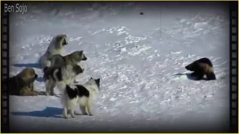 Most Fearless Wolverine Fighting And Attacking Moments