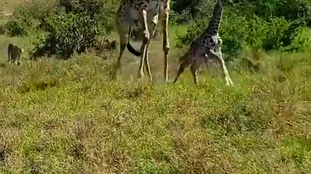 Loins attacked on Zebra baby