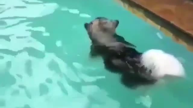 cute dog swimming