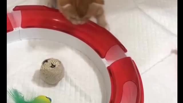 Cat Comedy Video Cat Funny video Part51 #CatShort #CatVideo