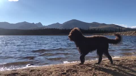 Lagotto Romangolo