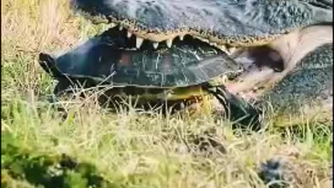 Crocodile breaks shell of turtle and eat them alive