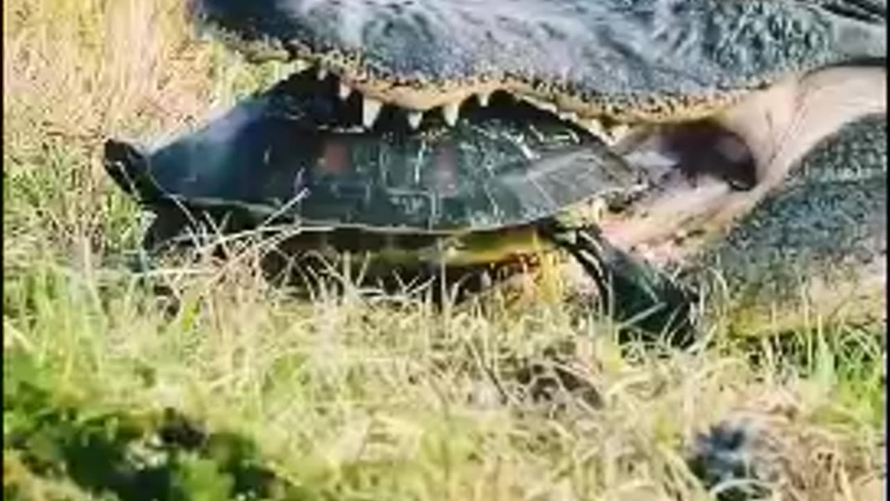 Crocodile breaks shell of turtle and eat them alive