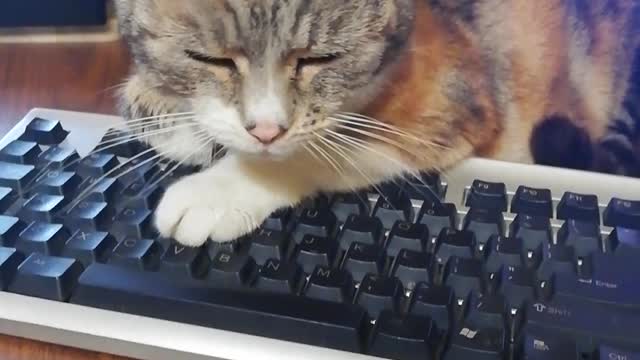 My cat best friend.