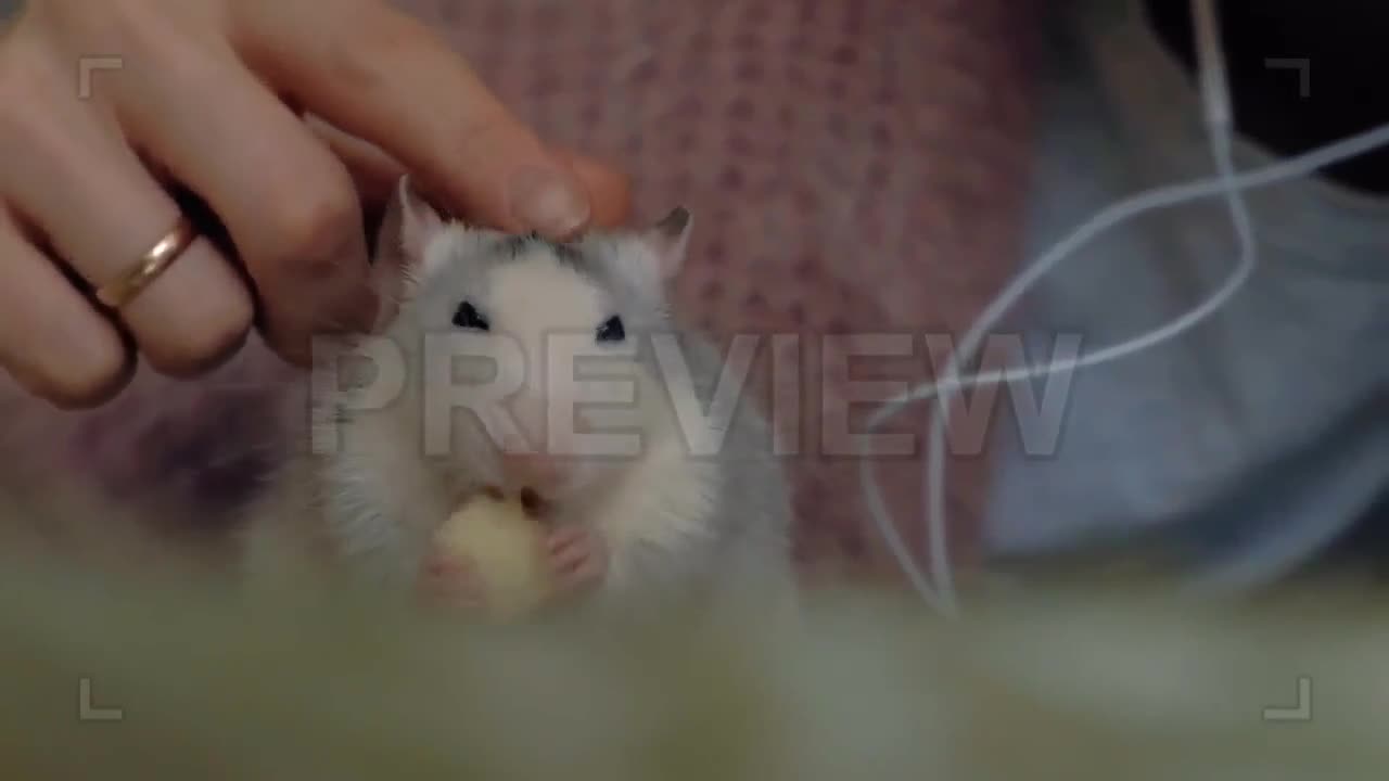 Rat With Its Human