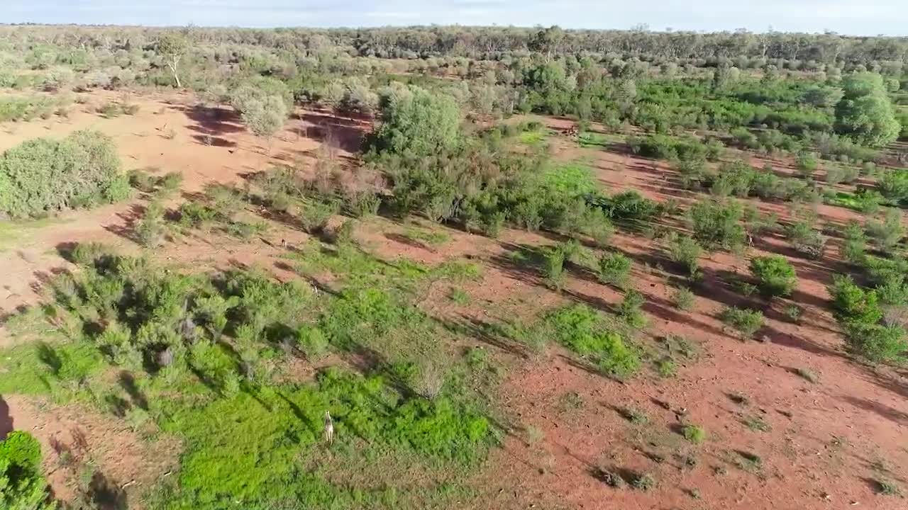 Our emu chicks all grown up | Australia Zoo Life