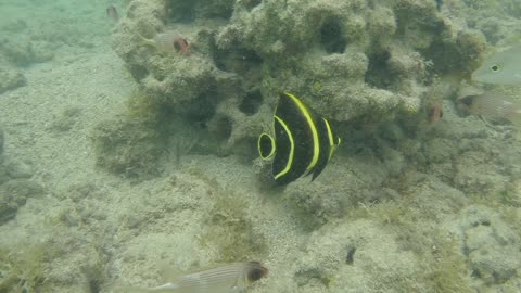 guadeloupe_french_angelfish