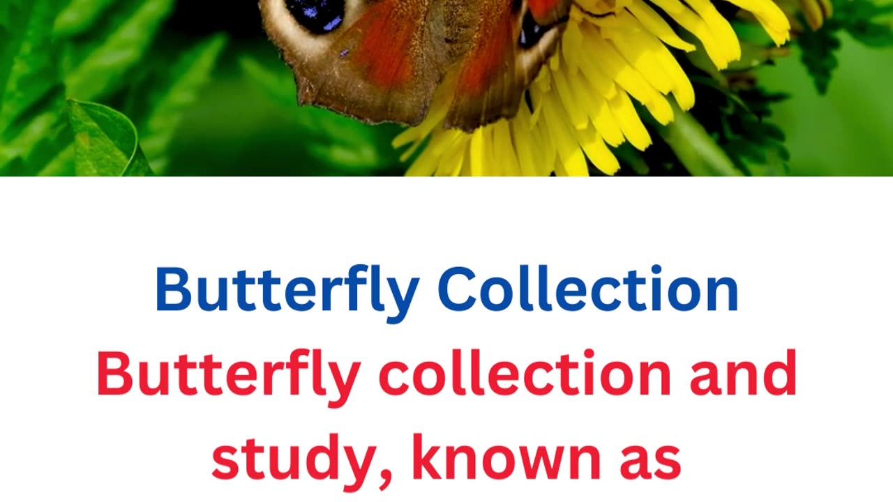 facts about butterflies...17/25