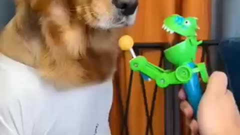funny_dog