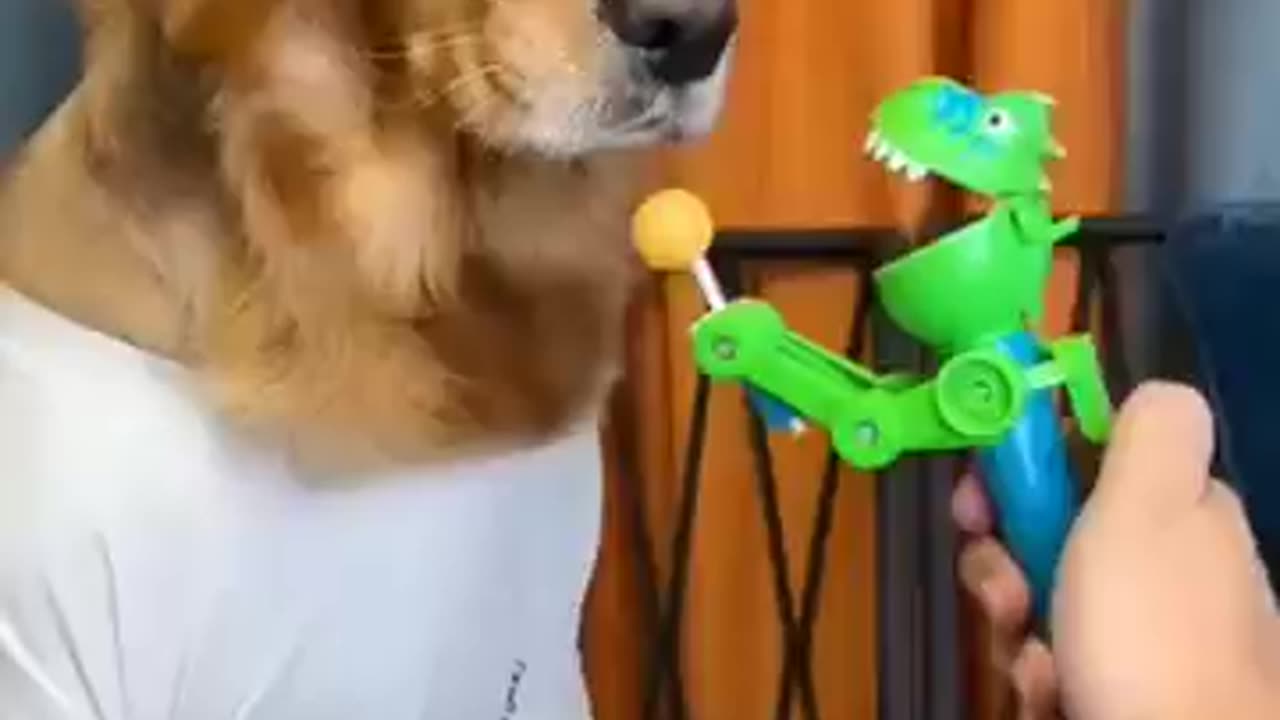 funny_dog