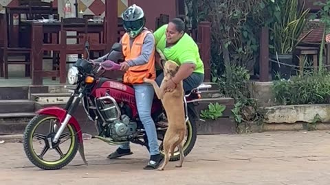 Street Puppy Riding Away In Style