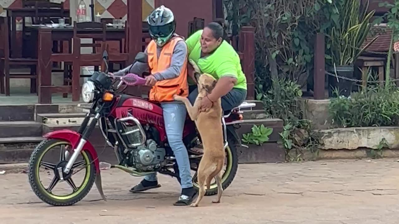 Street Puppy Riding Away In Style