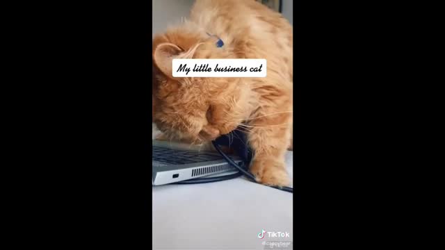 Cat Proves It Need it's own computer