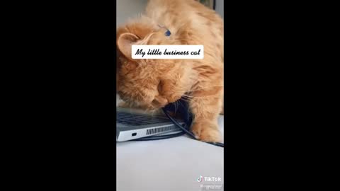 Cat Proves It Need it's own computer