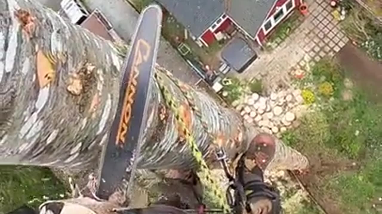 Cut the tree