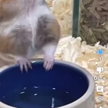 A mouse drinks water from tap