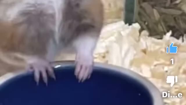 A mouse drinks water from tap