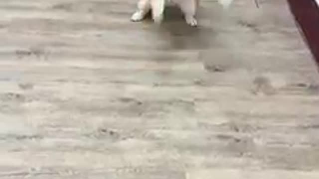dog Caught the ball