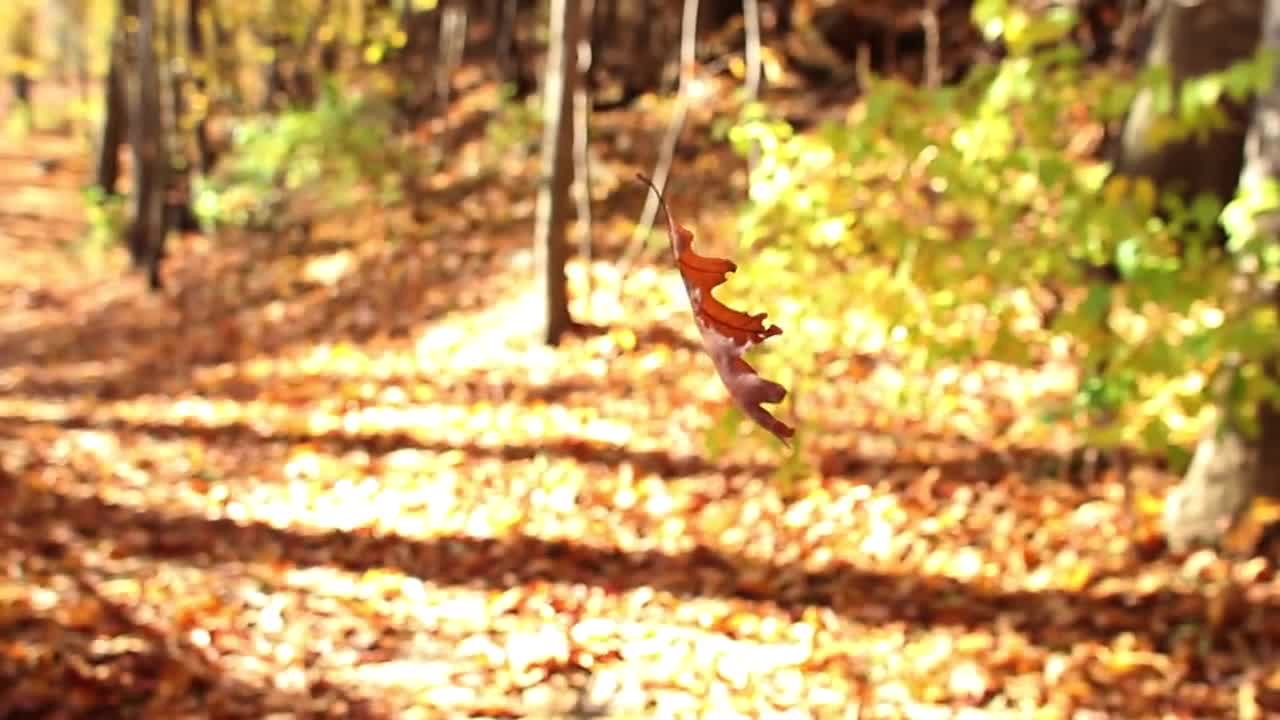 Dancing Leaf Royalty Free Footage