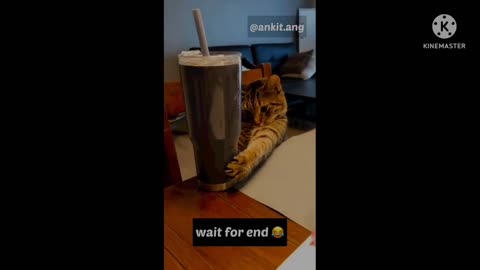 Ankit ang funny cat dubbing videos part 1😂😂 funny Instagram trending cat videos