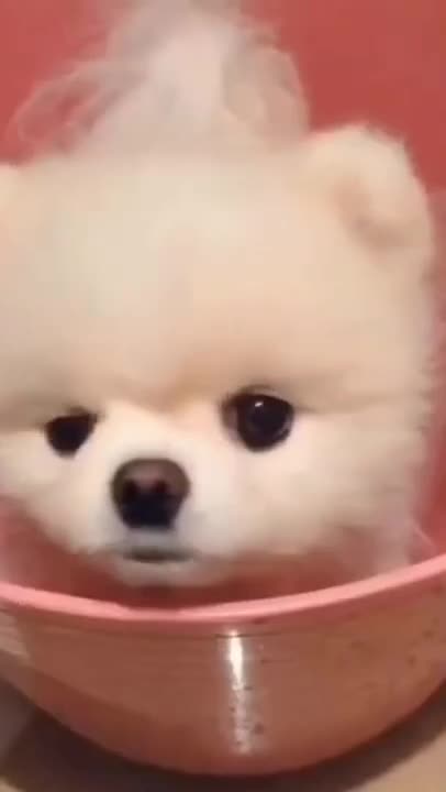 Cute puppy bath time