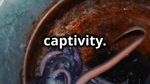 Why Japanese Eel is the Most Expensive Food in the World