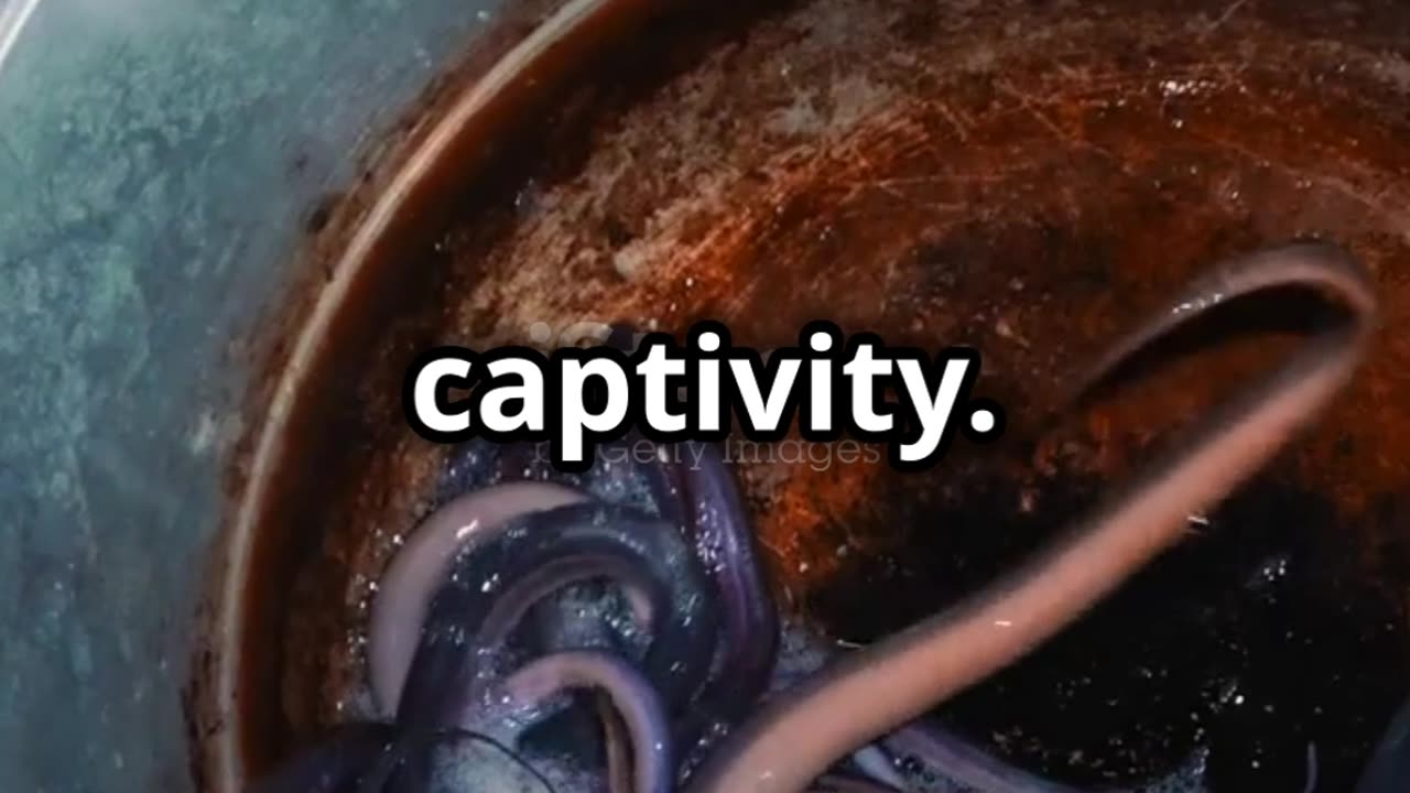 Why Japanese Eel is the Most Expensive Food in the World