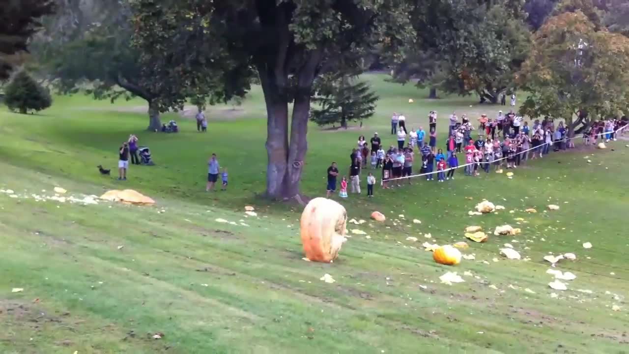 Giant Pumpkin Down Hill Rolling