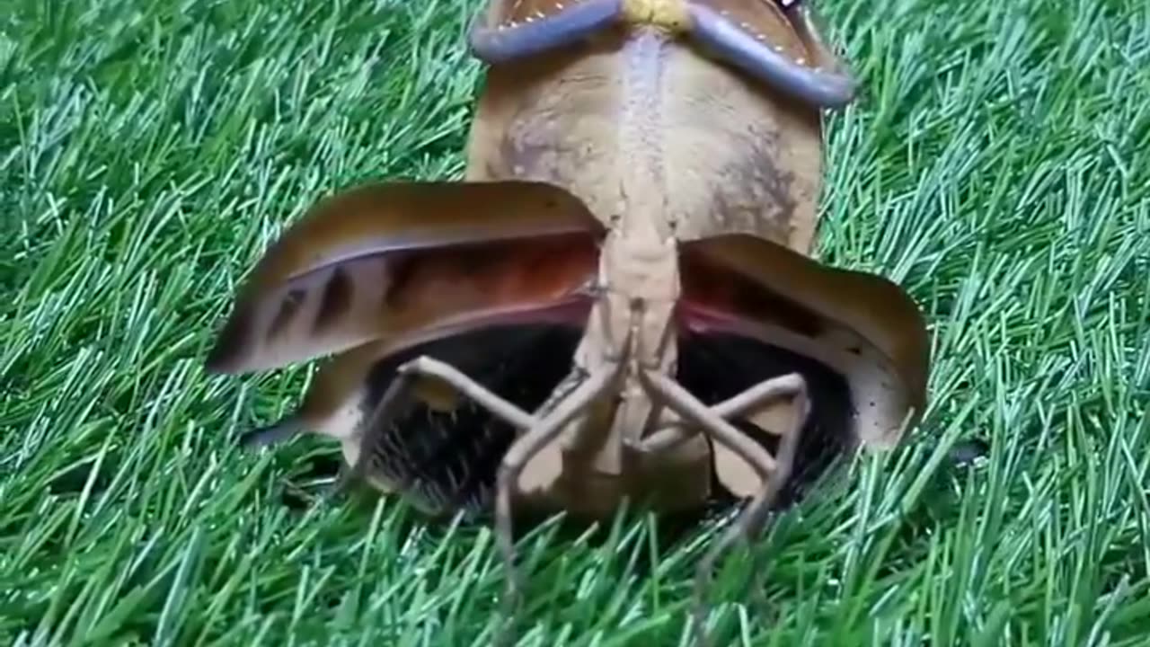 Praying Mantis Scares Off a Human