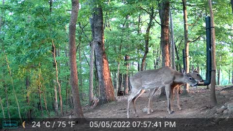The Woods - 05/06/2022