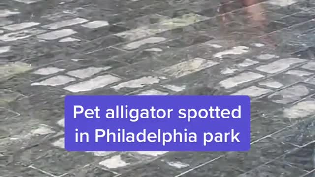 Pet alligator spotted in Philadelphia park