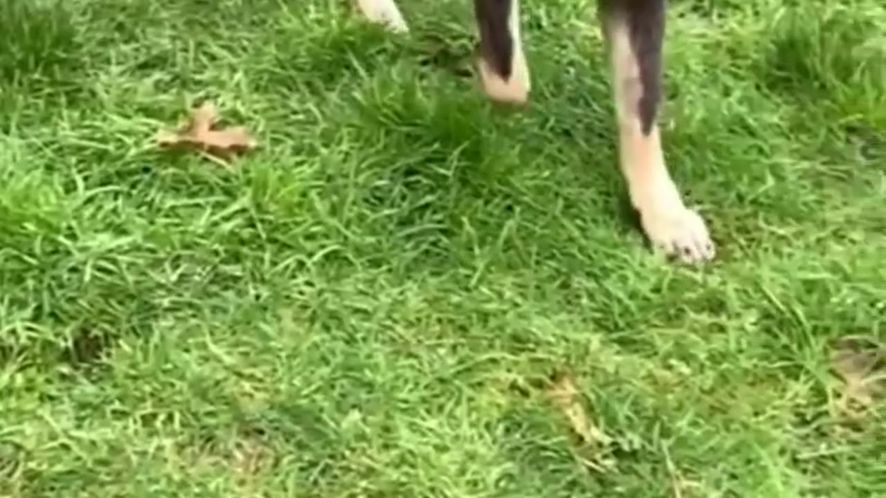 Dog Training Video