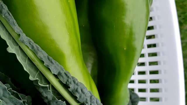 Quick Garden Harvest #21