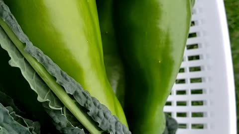 Quick Garden Harvest #21