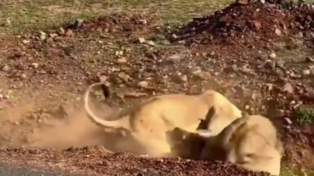 Crazy and Funny Videos!