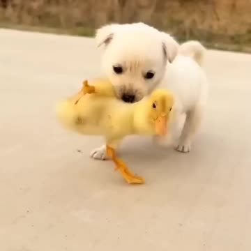 FILHOTES MAIS FOFOS! #shorts #cachorro #pato