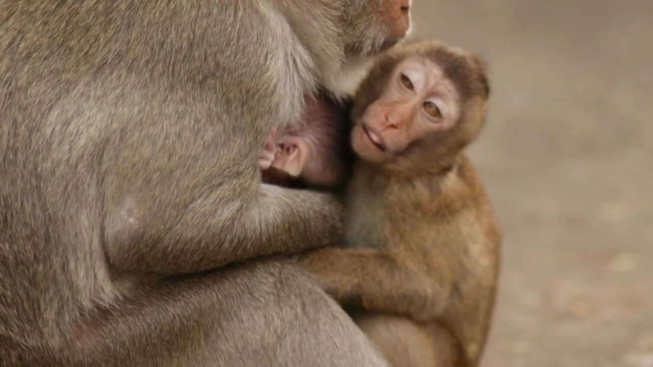 Adorable monkey Baby, New baby monkey born