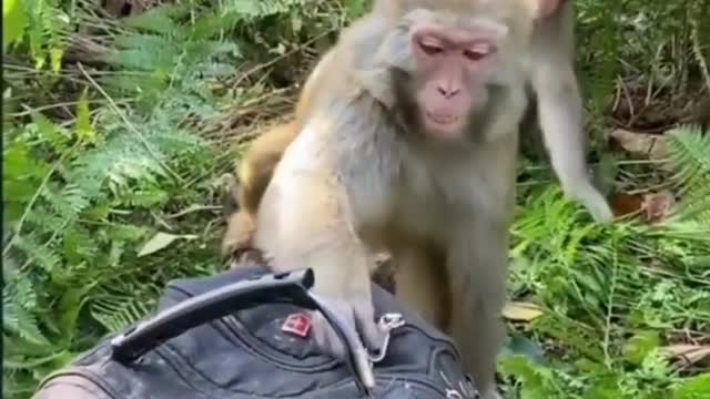 Monkey opening bags