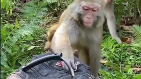 Monkey opening bags