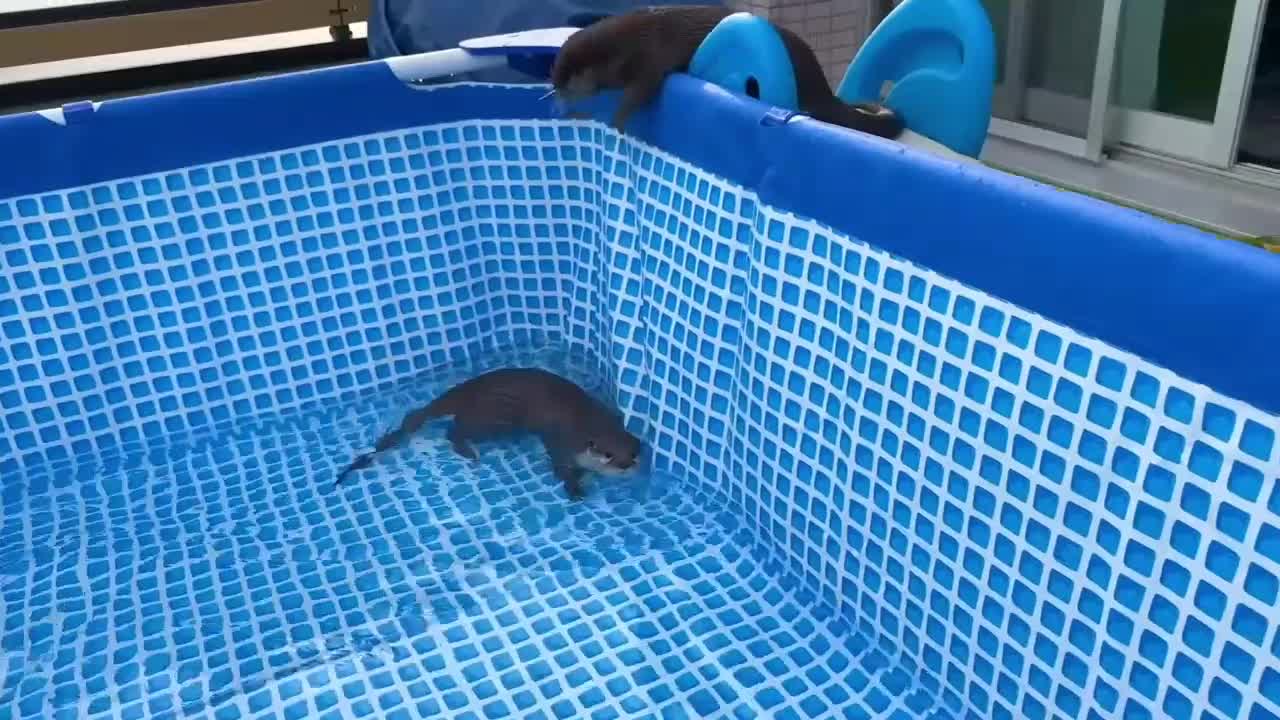 Otter having fun