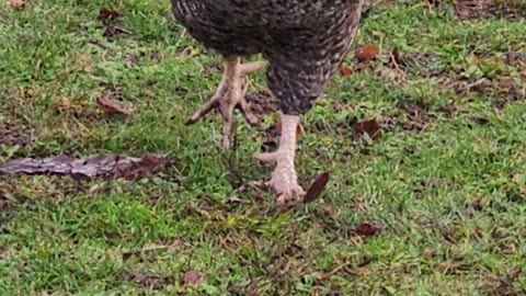 A Galloping Rooster Excited for Food