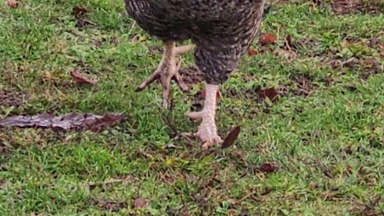 A Galloping Rooster Excited for Food