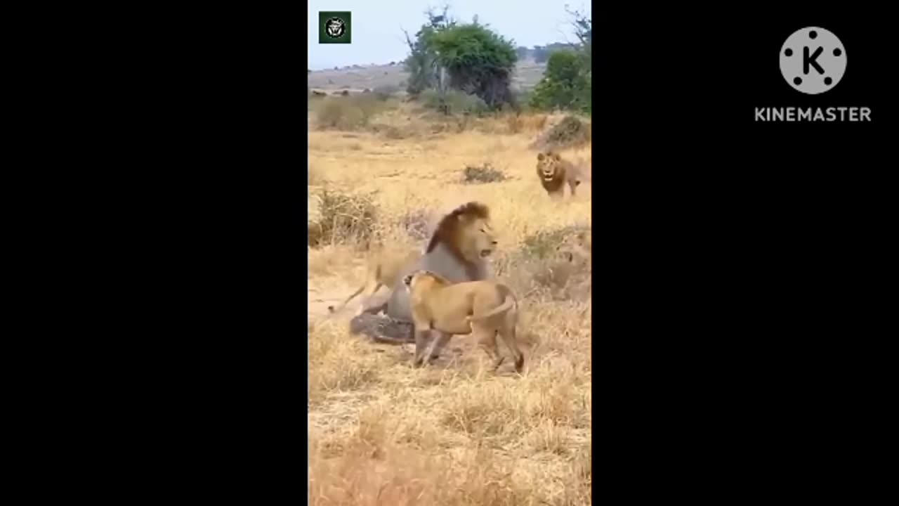 Funny Animals Comedy Video