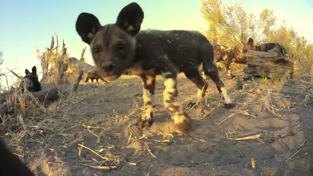 Robotic Spy Puppy Meets Wild Dogs